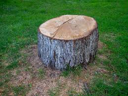 How Our Tree Care Process Works  in  Graceville, FL